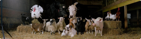 Animal Nutrition